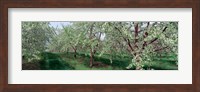 View of spring blossoms on cherry trees Fine Art Print