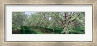 View of spring blossoms on cherry trees Fine Art Print
