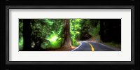 Road, Redwoods, Mendocino County, California, USA Fine Art Print