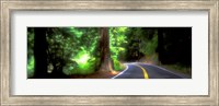 Road, Redwoods, Mendocino County, California, USA Fine Art Print