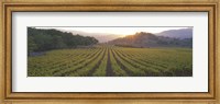 Sunset, Vineyard, Napa Valley, California, USA Fine Art Print