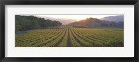 Sunset, Vineyard, Napa Valley, California, USA Framed Print