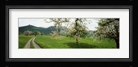 Dirt Road Through Meadow Of Dandelions, Zug, Switzerland Fine Art Print