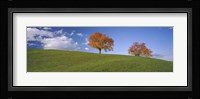 Cherry Trees On A Hill, Cantone Zug, Switzerland Fine Art Print