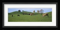 Cows grazing on a field, Canton Of Zug, Switzerland Fine Art Print