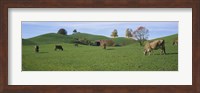Cows grazing on a field, Canton Of Zug, Switzerland Fine Art Print