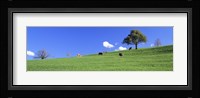 Cows, Canton Zug, Switzerland Fine Art Print