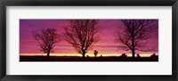 Oak Trees, Sunset, Sweden Fine Art Print