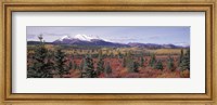 Canada, Yukon Territory, View of pines trees in a valley Fine Art Print