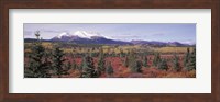 Canada, Yukon Territory, View of pines trees in a valley Fine Art Print