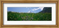 Wild Flowers, Matterhorn Switzerland Fine Art Print