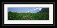 Wild Flowers, Matterhorn Switzerland Fine Art Print