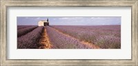 Lavender Field, Valensole Province, France Fine Art Print
