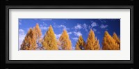 Lark Trees, Switzerland Fine Art Print
