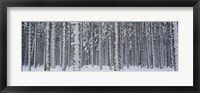 Snow covered trees in a forest, Austria Fine Art Print
