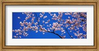 Cherry Blossoms Washington DC Fine Art Print