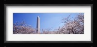 Washington Monument behind cherry blossom trees, Washington DC, USA Fine Art Print