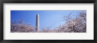 Washington Monument behind cherry blossom trees, Washington DC, USA Fine Art Print