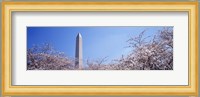 Washington Monument behind cherry blossom trees, Washington DC, USA Fine Art Print