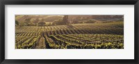 Aerial View Of Rows Crop In A Vineyard, Careros Valley, California, USA Fine Art Print