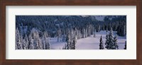 Fir Trees, Mount Rainier National Park, Washington State, USA Fine Art Print