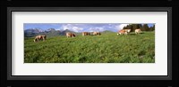 Switzerland, Cows grazing in the field Fine Art Print
