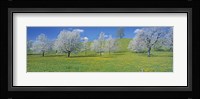 View Of Blossoms On Cherry Trees, Zug, Switzerland Fine Art Print