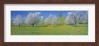 View Of Blossoms On Cherry Trees, Zug, Switzerland Fine Art Print