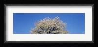 Cherry Blossoms, Switzerland Fine Art Print