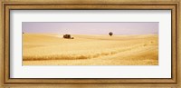 Tractor, Wheat Field, Plateau De Valensole, France Fine Art Print