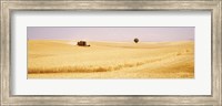 Tractor, Wheat Field, Plateau De Valensole, France Fine Art Print