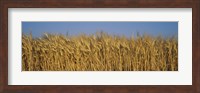 Field Of Wheat, France Fine Art Print