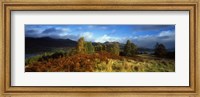 Trees in a field, Loch Tay, Scotland Fine Art Print