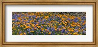 California Golden Poppies (Eschscholzia californica) and Bush Lupines (Lupinus albifrons), Table Mountain, California, USA Fine Art Print