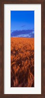 Wheat Field WA Fine Art Print