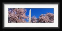 Cherry Blossoms Washington Monument Fine Art Print