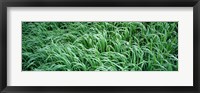 High angle view of grass, Montana, USA Fine Art Print