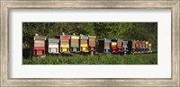 Row of beehives, Switzerland Fine Art Print