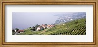 Vineyards, Lausanne, Lake Geneva, Switzerland Fine Art Print
