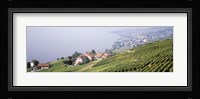 Vineyards, Lausanne, Lake Geneva, Switzerland Fine Art Print