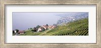 Vineyards, Lausanne, Lake Geneva, Switzerland Fine Art Print