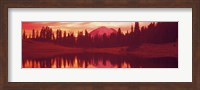 Reflection of trees in water, Tipsoo Lake, Mt Rainier, Mt Rainier National Park, Washington State, USA Fine Art Print