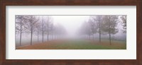 Trees in Fog Schleissheim Germany Fine Art Print