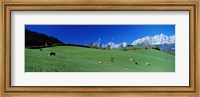 Cattle Graze in Alps Wilder Kaiser Going Austria Fine Art Print