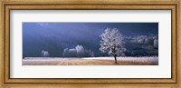 Trees With Frost, Franstanz, Tyrol, Austria Fine Art Print