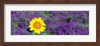 Lone sunflower in Lavender Field, France Fine Art Print