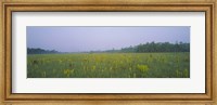 Yellow Trumpet Pitcher Plants In A Field, Apalachicola National Forest, Florida, USA Fine Art Print
