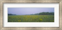 Yellow Trumpet Pitcher Plants In A Field, Apalachicola National Forest, Florida, USA Fine Art Print