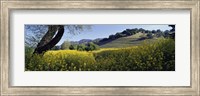 Mustard Flowers Blooming In A Field, Napa Valley, California Fine Art Print