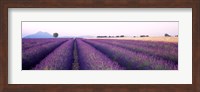 Lavender Field, Plateau De Valensole, France Fine Art Print